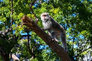 旅遊鏡的「輕」選擇，Z 24–200MM F/4–6.3 VR