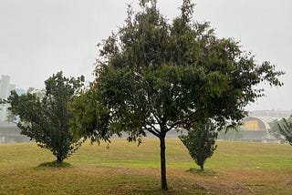 Raining Cats and Dogs