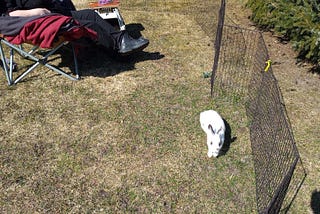 A small curious white rabbit inside a rabbit fence. A woman sits in a lawn chair, partly in frame at the top left. Only one hiking boot and one arm are visible poking out of a blanket. The grass looks a bit dry. A corner of a pine tree is visible in the top right.