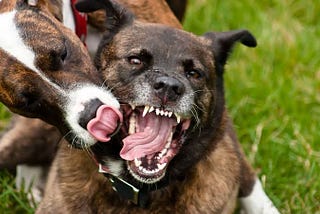 13 KEY STEPS TO STOP DOGS AGGRESSION TOWARD’S OTHER DOGS (SUPPLEMENTS THAT CAN HELP YOUR DOGS)