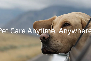 Our Investment in Airvet