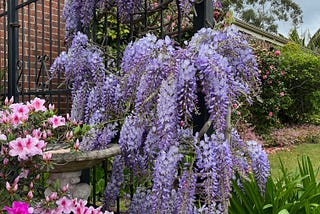 Wisteria, azaleas and daisies in a neat garden