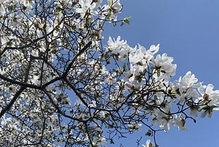 The Undersides of Flowers