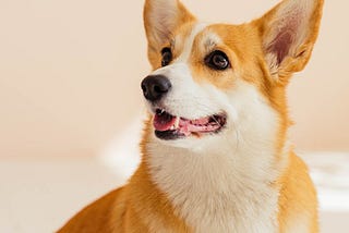 How To Train A Corgi (Tips For Dog Owners!)