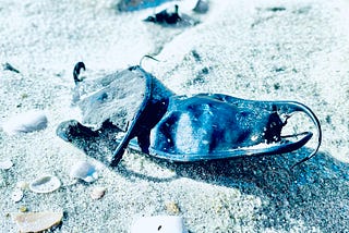 white sand on beach with shells and blue black opened shark egg shell casing