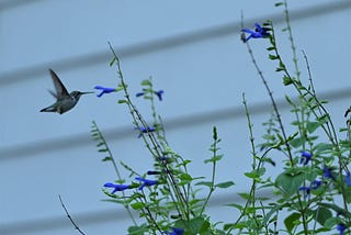 Hummingbird Restaurant