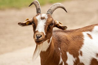 6 Cool Facts about Goat