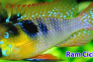 Ram Cichlid Fish