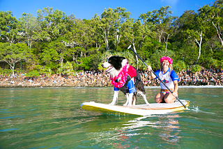 Surfing Dogs: What’s Not to Love?