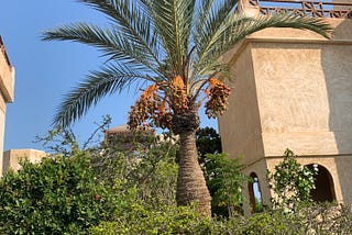 Are You a Palm Tree Christian?