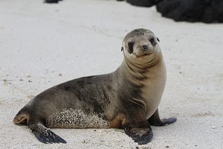 Tips for choosing the best cruise to vacay on the Galapagos Islands