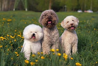 5 Best Small Dog Breeds That Don’t Shed