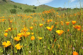 A Showy Display of Rare — and At-Risk — California Wildflowers