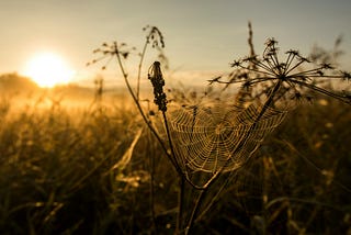 Spider web on plant at sunset.