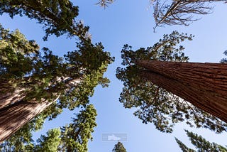 Backpacking Yosemite — Mariposa Grove of Giant Sequoias