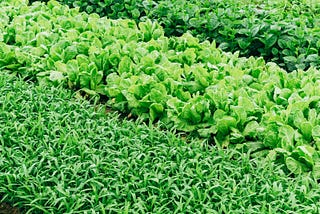 A Green Blanket For Your Soil