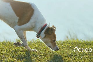 Hund riecht boden und grass