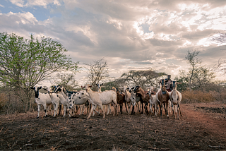 Pilot Insights | Anticipatory Action Leveraging Blockchain For Drought-Impact Pastoralists in the…