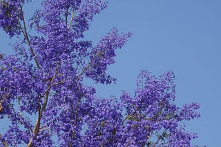 JANELAS