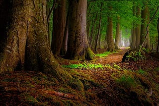 Biggest Trees in The World List