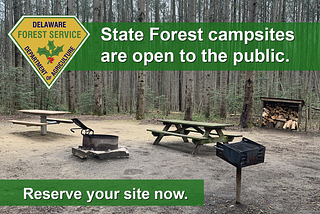 State Forest Camping Now Open To The Public