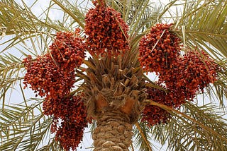 Health Benefits of Dates: A Nutritional Powerhouse for Your Well Being