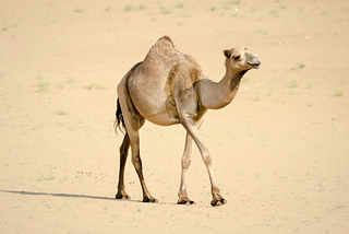 Straws and Camels’ Backs