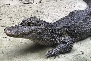 The 7 Species Of Crocodilians On The Brink Of Extinction