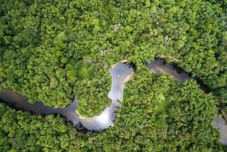 New Hope for the Brazilian Amazon