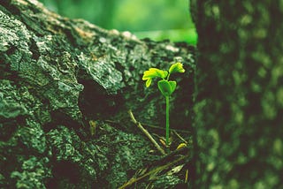 Three leafed sprout nestled amongst tree bark.