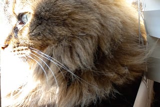 Hermione Granger is a maine coon mix cat. She’s sitting on a window ledge looking out the window as the sun streams in and lights her face