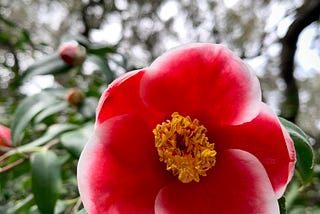 Red camellia blooming at Descanso Gardens in California