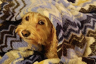Speech Recognition: a Lazy Dog Primer