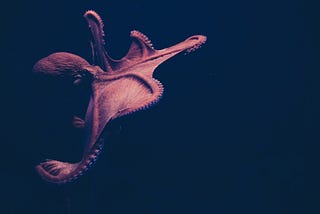 The 9 Brained Octopus