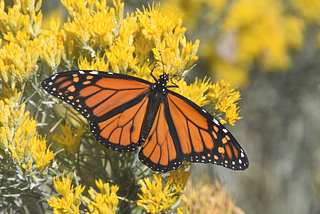 All About Butterflies: What Do They Eat & Where Do They Live?