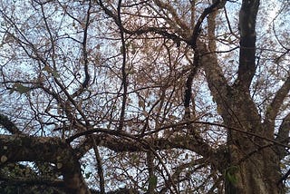 Seeing Through