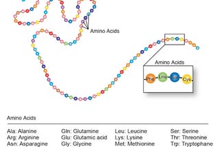 Amino Acid Sequences of Protein Domains Class Prediction using Deep Learning