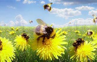 The metaphor of the bees.