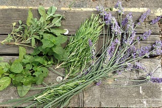 Growing in Season: Hackney Herbal