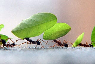 Um mundo novo : as formigas