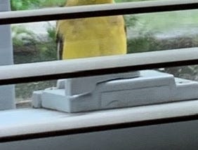 Goldfinch bird on windowsill looking in