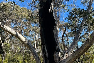 “The Unyielding Eucalyptus”
