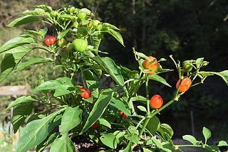 How to grow capsicum at home?