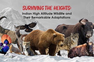 Surviving the Heights: Indian High Altitude Wildlife and Their Remarkable Adaptations