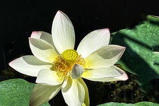 The sacred lotus