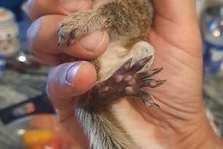 CHANCE THE MIGHTY SQUIRREL