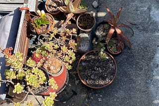 What plants have taught me