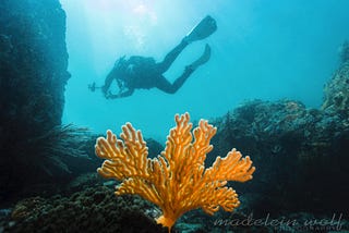 Scuba Diving in Gordon’s Bay