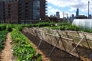 Urban Gardening: Redefining the Art of City Living