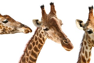It takes a Giraffe’s heart to be a UX designer.